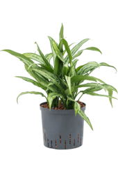 Hydroponiczna Aglaonema Cutlass