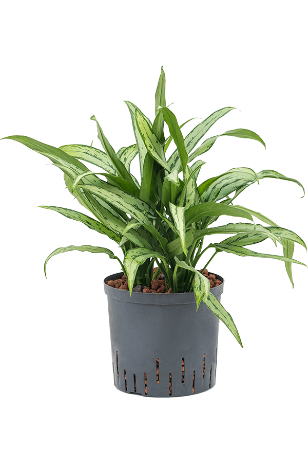 Hydroponiczna Aglaonema Cutlass