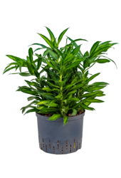 Hydroponiczna Pleomele (Dracena) Reflexa Song Of Jamaica