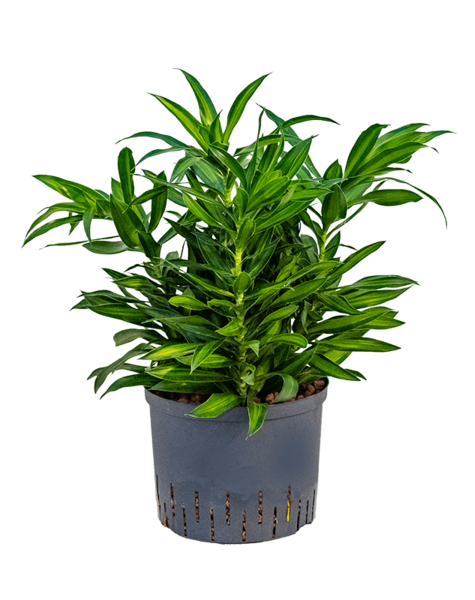 Hydroponiczna Pleomele