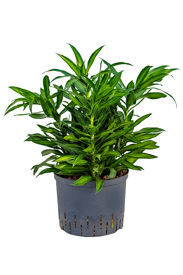 Hydroponiczna Pleomele (Dracena) Reflexa Song Of Jamaica