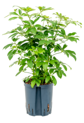 Hydroplant Schefflera Arboricola Compacta