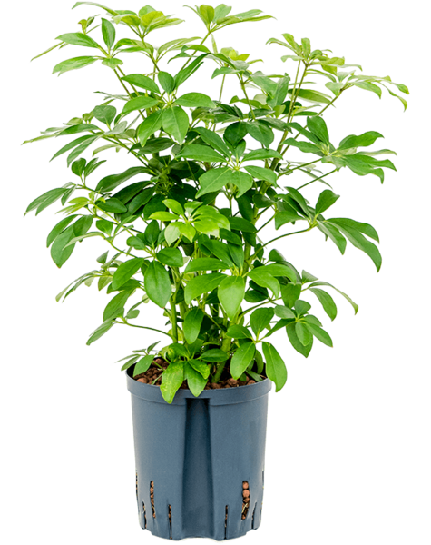 Hydroplant Schefflera