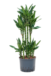 Hydroplant Dracena Fragrans Burundii