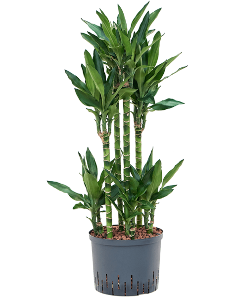 Hydroplant Dracena