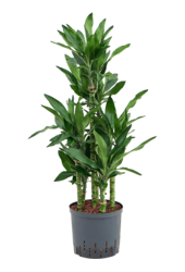 Hydroplant Dracena Fragrans Burundii