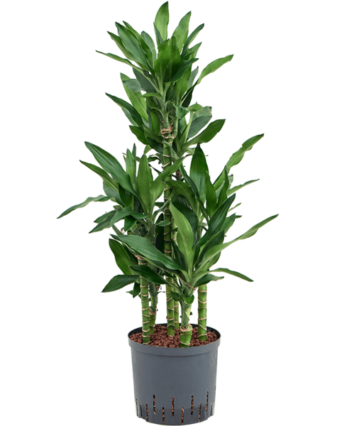 Hydroplant Dracena