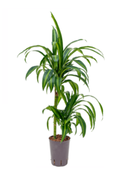 Hydroplant Dracaena Fragrans Hawaiian Sunshine