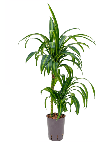 Hydroplant Dracena