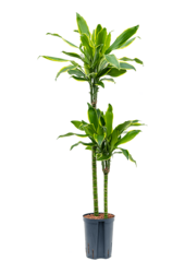 Hydroplant Dracena Fragrans Golden Coast
