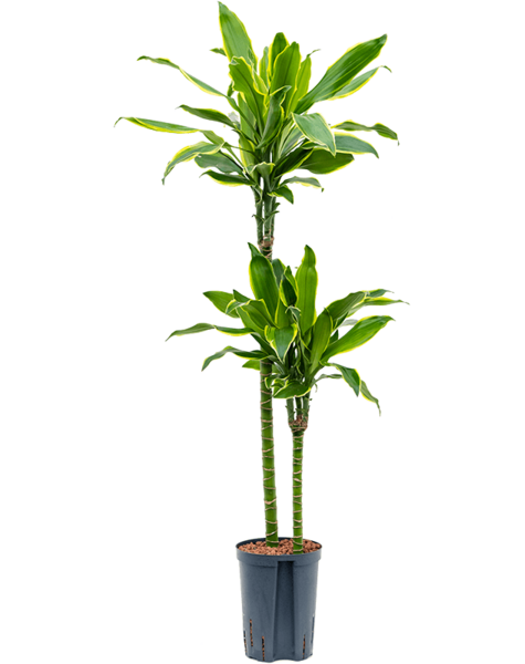 Hydroplant Dracena