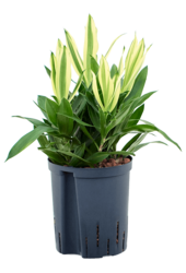 Roślina hydroponiczna Pleomele (Dracaena) Reflexa Song Of Sri Lanka