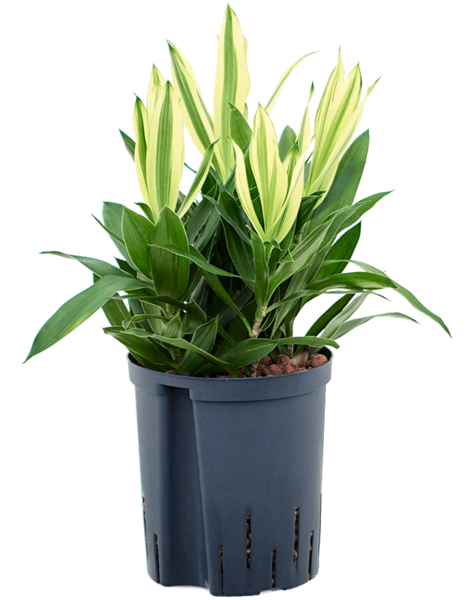 Roślina hydroponiczna Pleomele