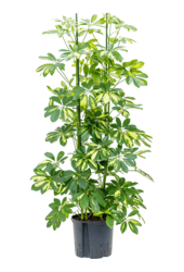 Hydroplant Schefflera Arboricola Gold Capella