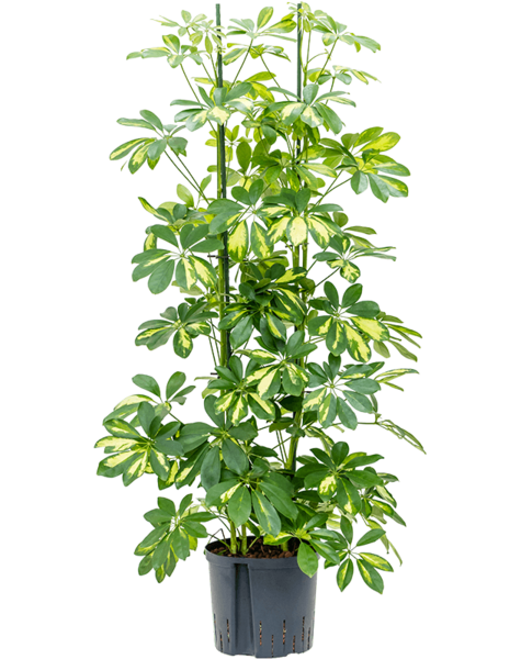 Hydroplant Schefflera