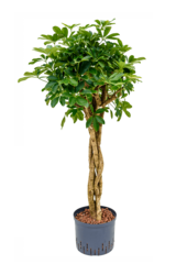 Hydroplant Szeflera Arboricola Compacta