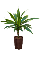 Hydroplant Dracena Fragrans Arturo