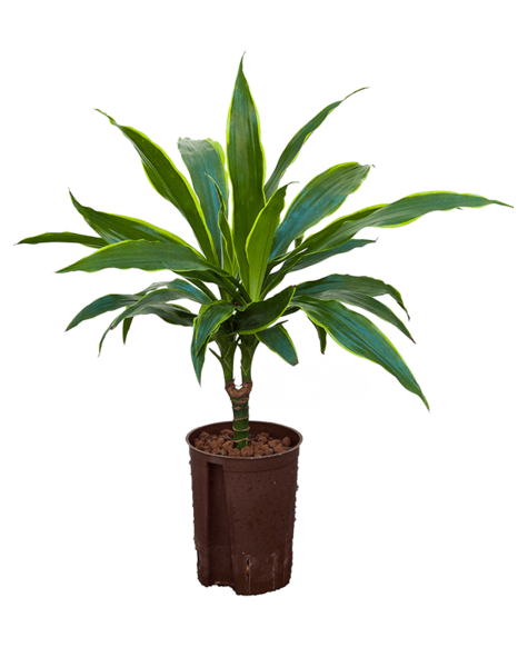Hydroplant Dracena