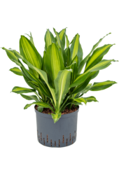 Hydroplant Dracena Fragrans Burley