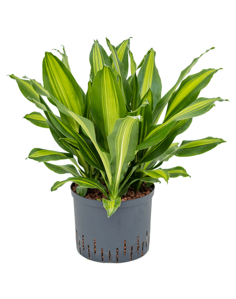 Hydroplant Dracena