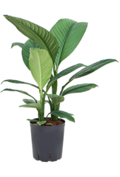 Hydroplant Spathiphyllum Sensation