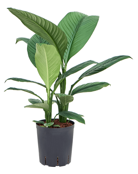 Hydroplant Spathiphyllum