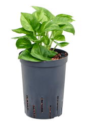 Roślina hydroponiczna Scindapsus (Epipremnum) Global Green