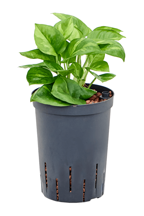 Hydroplant Scindapsus (Epipremnum) Global Green