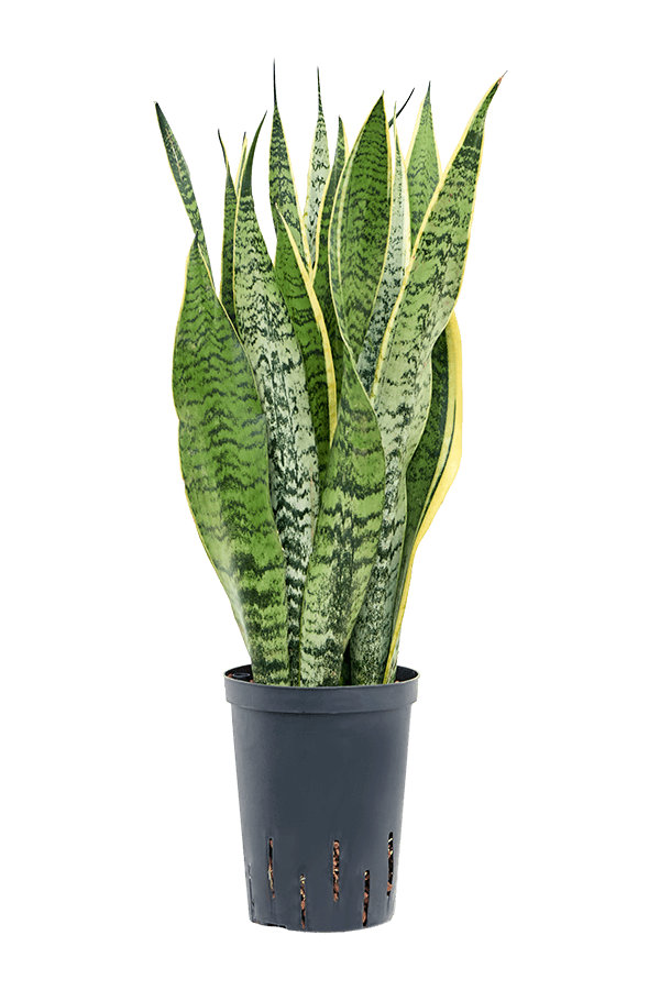 Hydroplant Sansevieria Trifasciata Laurentii