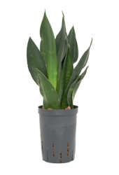 Hydroplant Sansevieria Trifasciata Black Diamond