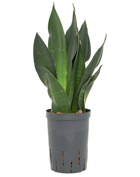 Hydroplant Sansevieria