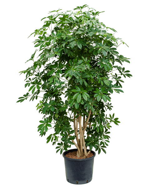 Hydroplant Schefflera