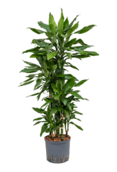 Hydroplant Dracena Fragrans Janet Lind