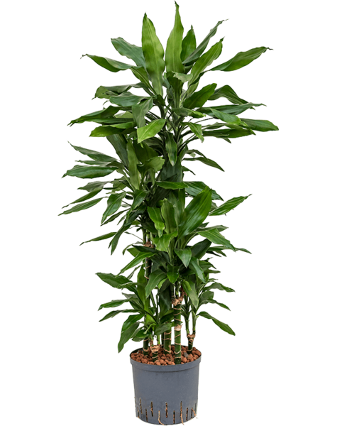 Hydroplant Dracena
