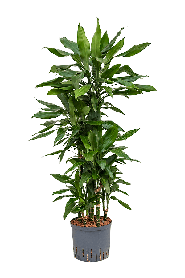 Hydroplant Dracena Fragrans Janet Lind