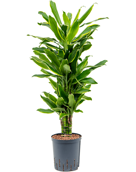 Hydroplant Dracaena