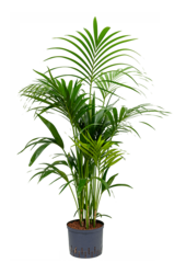 Hydro Roślina Kentia (Howea) Forsteriana