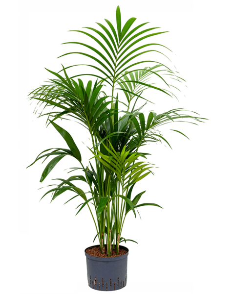 Hydro Roślina Kentia