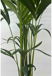 Hydro Roślina Kentia (Howea) Forsteriana