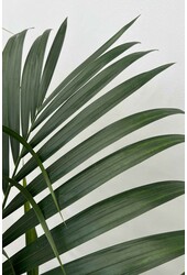 Hydro Roślina Kentia (Howea) Forsteriana