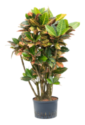Hydroplant Croton (Codiaeum) Variegatum Petra