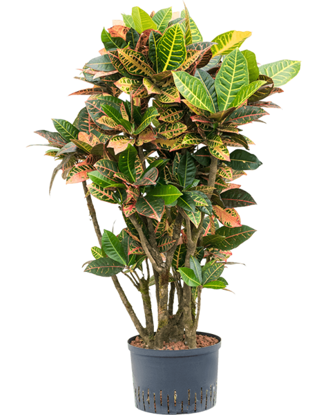 Hydroplant Croton