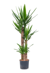 Hydroplant Yucca Elephantipes