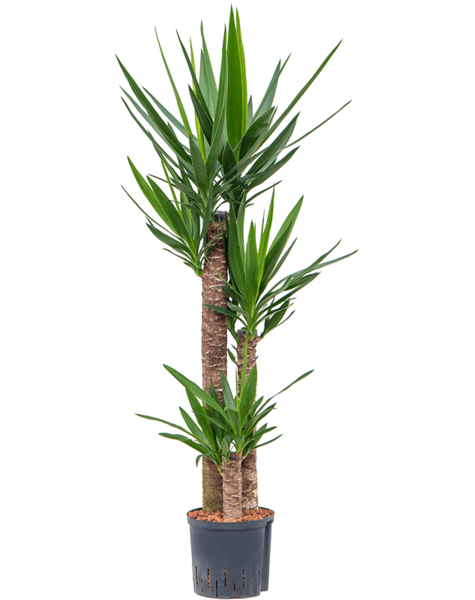 Hydroplant Yucca