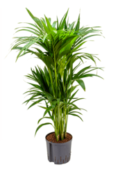 Hydroplant Kentia (Howea) Forsteriana