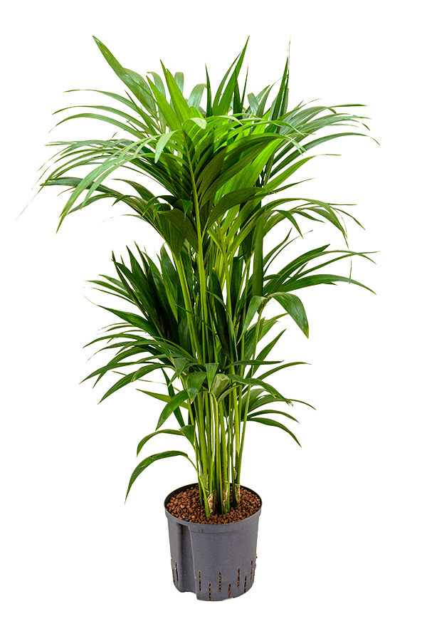 Hydroplant Kentia (Howea) Forsteriana