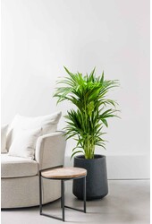 Hydroplant Kentia (Howea) Forsteriana