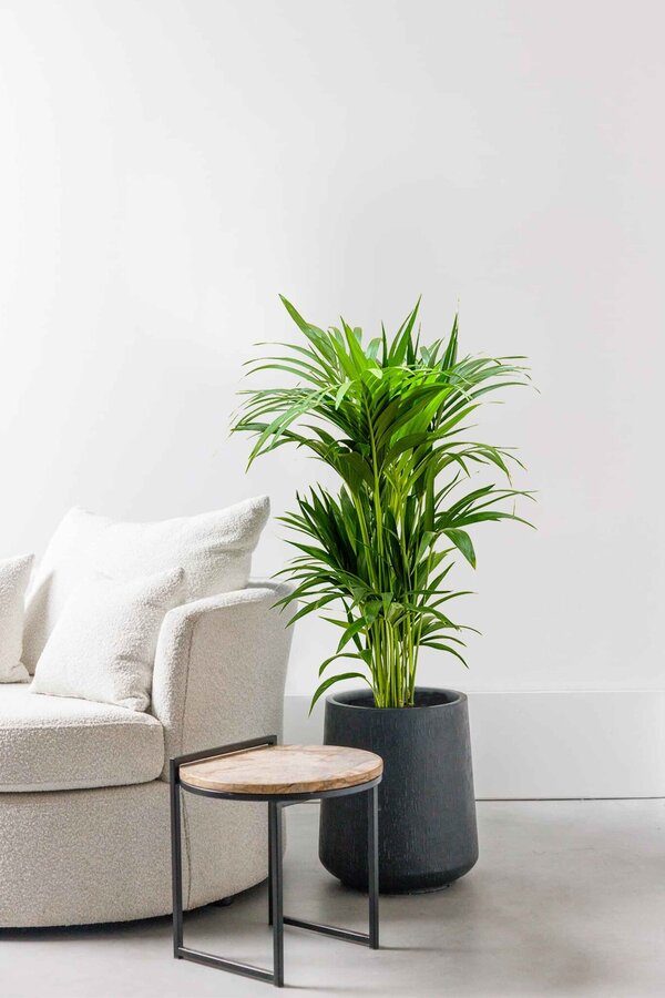 Hydroplant Kentia (Howea) Forsteriana