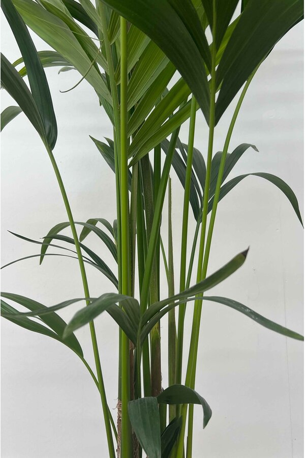 Hydroplant Kentia (Howea) Forsteriana