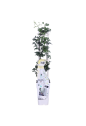 Wcześnie kwitnąca winorośl Avalanche